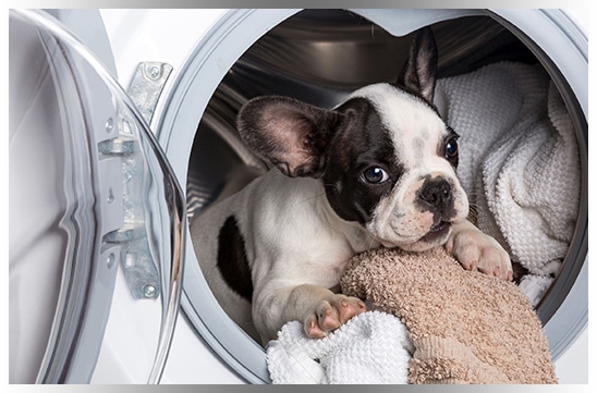 Bulldog puppy snuggling with clean laundry inside dryer