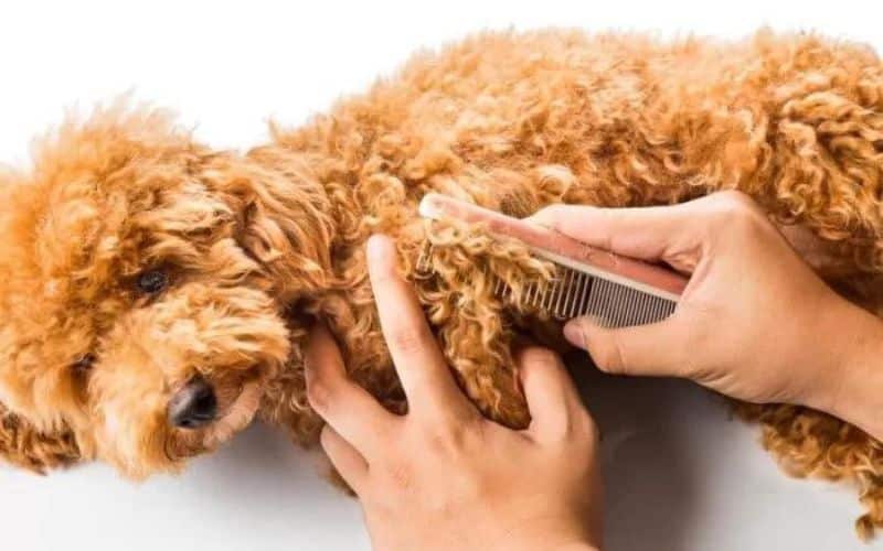 brushing a brown dog hair